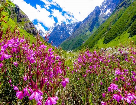Valley of Flowers